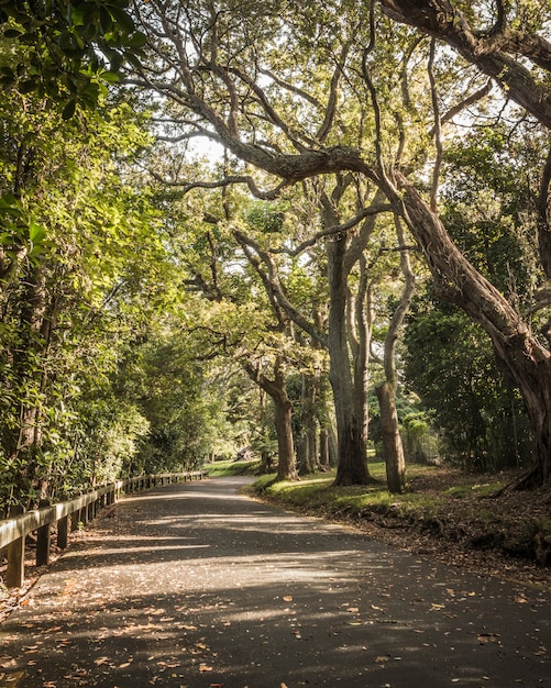 Kostenlose Foto schöner park mit großen bäumen und viel grün mit einer kurvigen straße und abgefallenen blättern