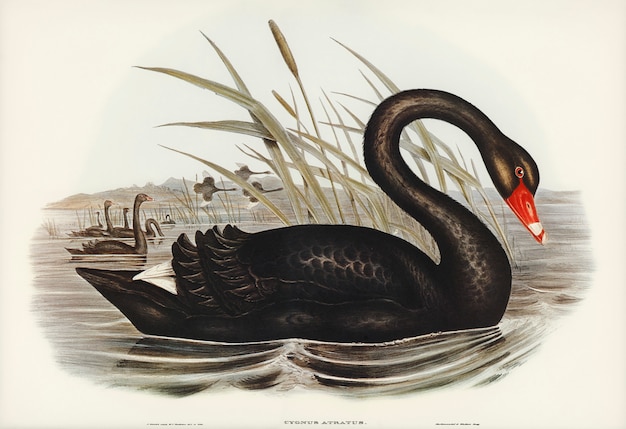 Kostenlose Foto schwarzer schwan (cygnus atratus) illustriert von elizabeth gould