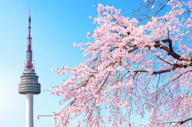 Kostenloses Foto seoul turm und rosa kirschblüte, sakura-saison im frühjahr, seoul in südkorea