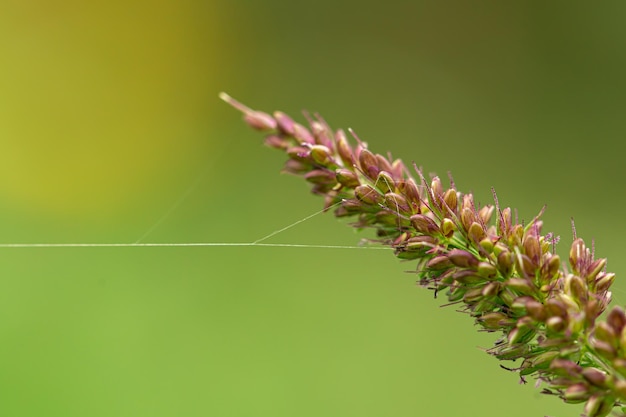 Kostenlose Foto spinnennetz auf einem makroschuß der wilden blume verschwommenen hintergrund