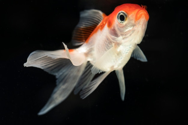 Stolzer Dumbo betta splendens der Vorderansicht kämpfender Fisch