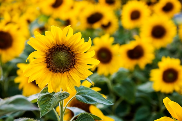 Kostenlose Foto sumflower nature blossom meadow growth