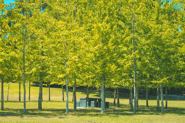 Kostenloses Foto tisch mit stühlen unter den bäumen versteckt