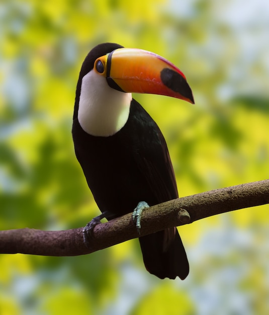 Kostenlose Foto toucan über naturhintergrund