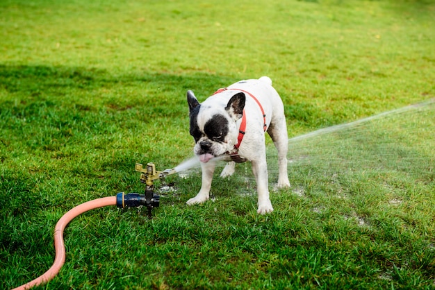 Kostenloses Foto trinkwasser der französischen bulldogge vom schlauch im park