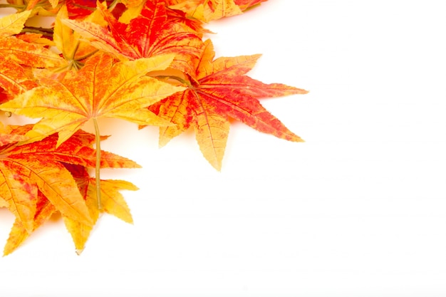 Kostenlose Foto trockene blätter im herbst auf einem weißen hintergrund