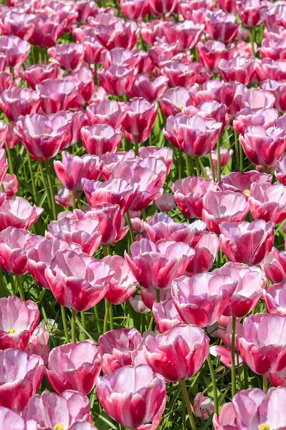 Kostenloses Foto tulpenfeld im keukenhof-blumengarten, lisse, niederlande, holland