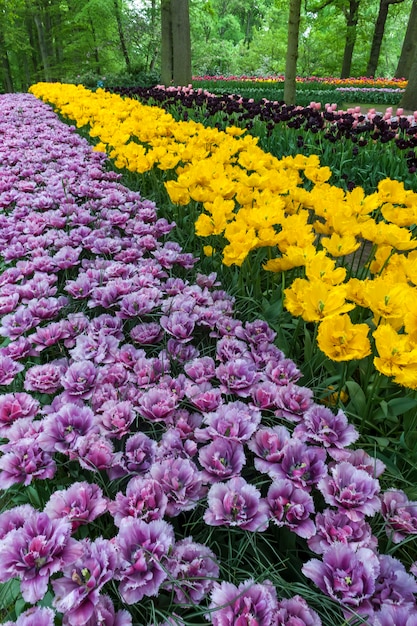 Kostenloses Foto tulpenfeld in keukenhof gardens, lisse, niederlande