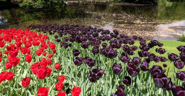 Kostenloses Foto tulpenfeld in keukenhof gardens, lisse, niederlande