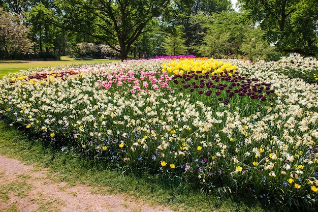 Kostenloses Foto tulpenfeld in keukenhof gardens, lisse, niederlande