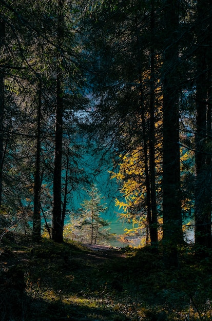 Kostenloses Foto vertikale aufnahme von gelben und grünen bäumen im wald an einem sonnigen tag