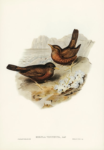 Kostenlose Foto vinous-getönte amsel (merula vinitincta) illustriert von elizabeth gould