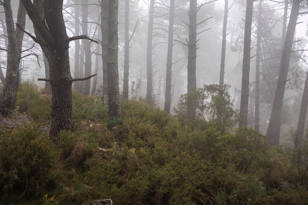 Kostenloses Foto wald mit schöner vegetation und bäumen