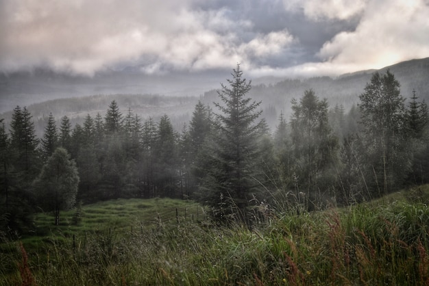 Kostenloses Foto waldlandschaft