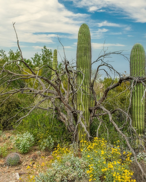 Kostenlose Foto wunderschöne landschaft mit verschiedenen kakteen und wildblumen in der sonora-wüste außerhalb von tucson, arizona