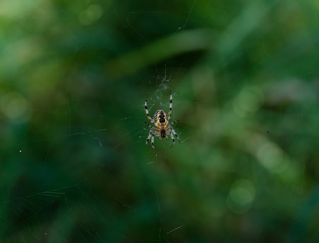 A aranha sobe na teia com uma árvore verde embaçada no jardim