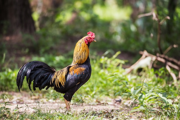 A beleza das galinhas de combate na Tailândia