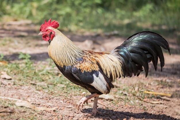 A beleza das galinhas de combate na Tailândia