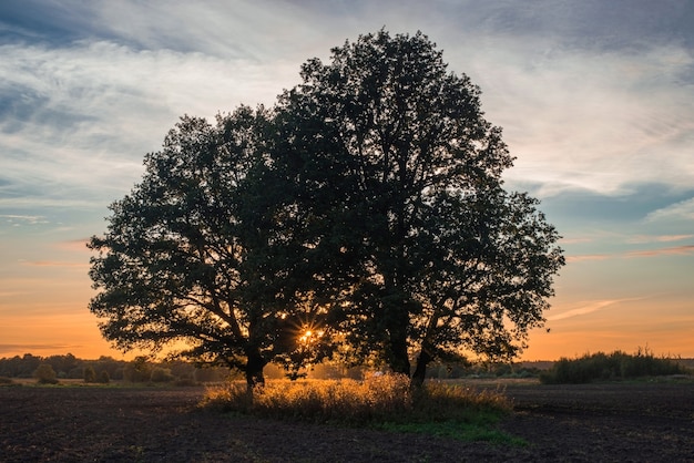 A visão do pôr do sol através das árvores no campo