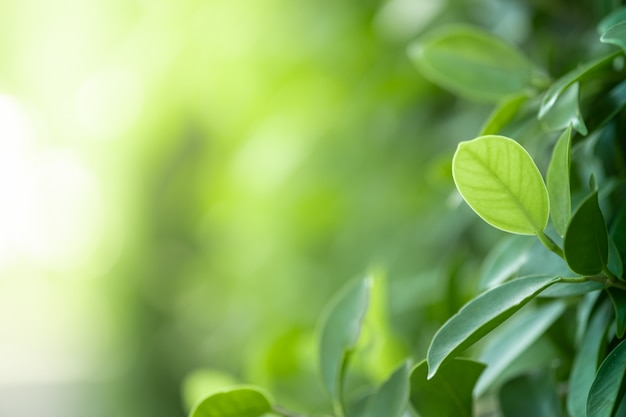 Foto a vista bonita do close up do verde da natureza sae no fundo borrado da árvore das hortaliças com o parque do jardim da luz solar em público. é ecologia da paisagem e copia o espaço para papel de parede e pano de fundo.