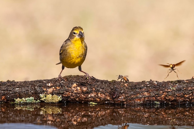 Açafrão Finch Sicalis flaveola La Pampa Argentina