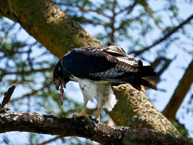 Adler im Lake Nakuru Kenia Wildlife Photography