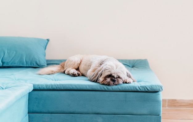 Adorável cachorrinho relaxando