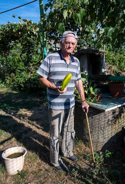 Agricultor sênior segurando pepino orgânico fresco