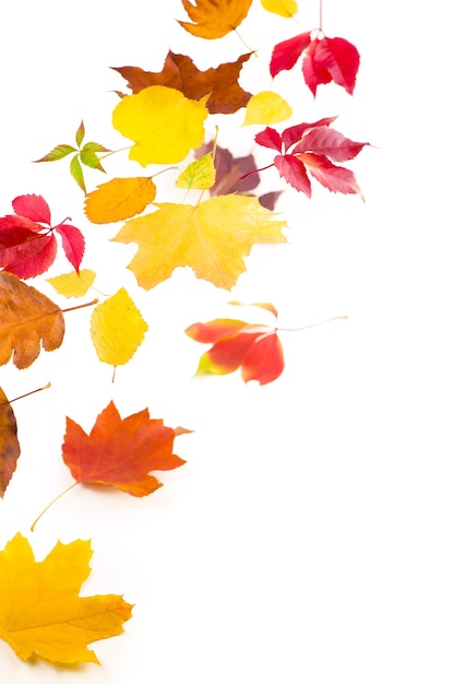 Foto ahorn herbstblätter fallen auf den boden, auf weißer oberfläche.