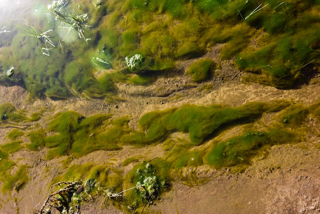 Algas verdes no ambiente aquático Patagônia Argentina