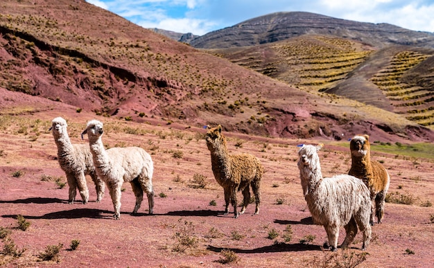 Foto alpacas nas montanhas arco-íris de palccoyo, no peru