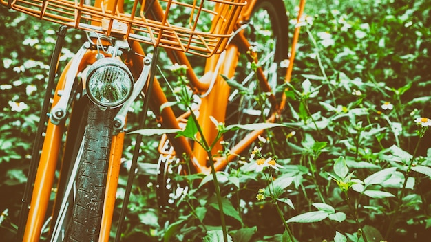 altes Fahrrad im Dschungel