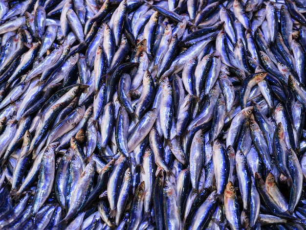 Anchovas frescas no mercado