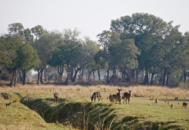 Animais em South Luangwa