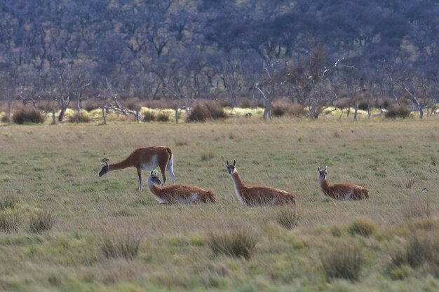 Animal Lama em ambiente de pastagem La Pampa Patagônia Argentina