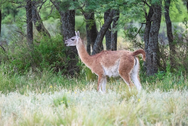 Animal Lama no ambiente de pastagem de pampas Província de La Pampa Patagônia Argentina