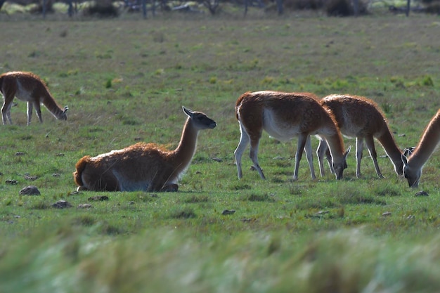 Animal Lama no ambiente de pastagem de pampas Província de La Pampa Patagônia Argentina