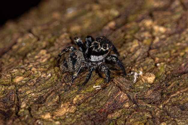 Foto aranha de salto pequena