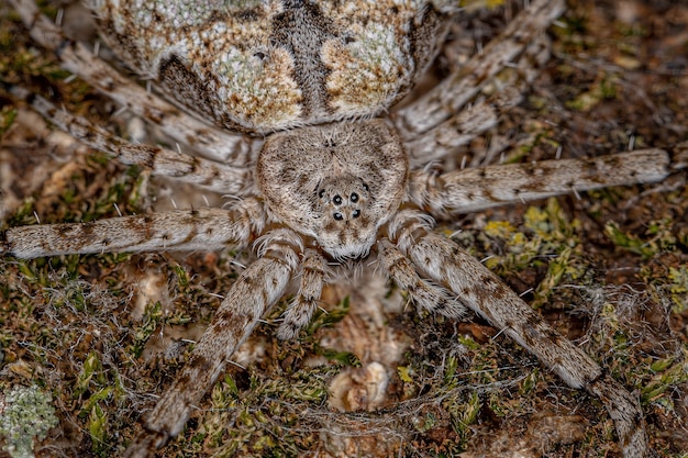 Foto aranha longspinneret adulta da família hersiliidae