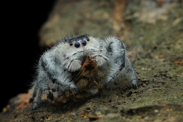 Foto aranha saltadora comendo sua presa