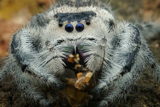 Foto aranha saltadora comendo sua presa