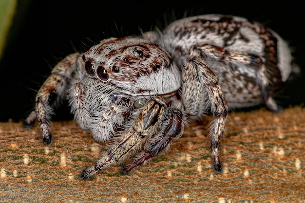 Foto aranha saltadora gigante da subfamília salticinae