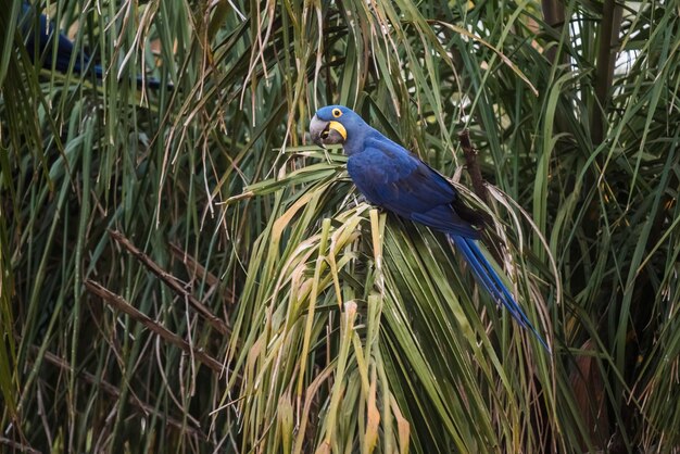 Arara-azulFloresta do Pantanal Brasil