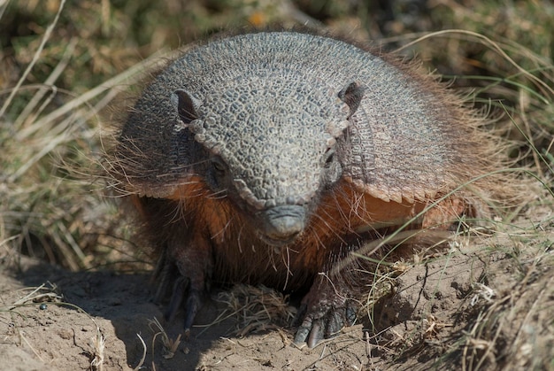 Armadillo peludo em ambiente desértico Península Valdes Patagônia Argentina