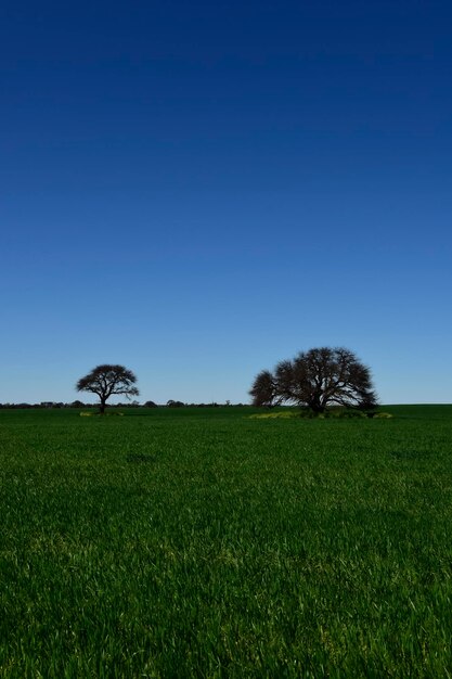 Árvore de Pampas Paisagem Província de La Pampa Patagônia Argentina