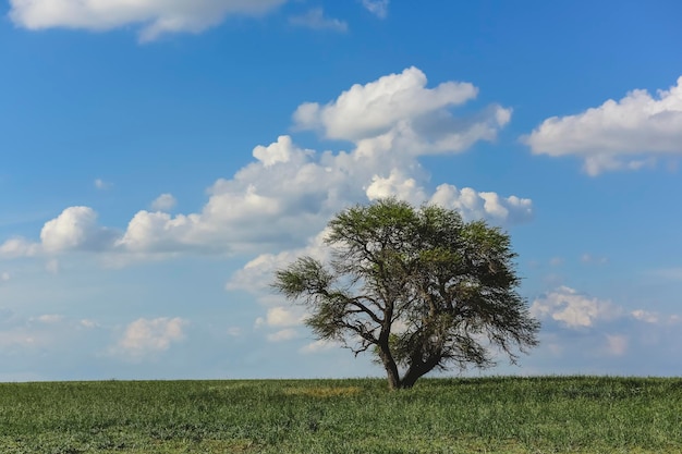 Árvore solitária na paisagem dos Pampas Patagônia Argentina