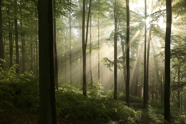 Foto Árvores de faia em uma floresta de primavera em uma encosta de montanha após a chuva