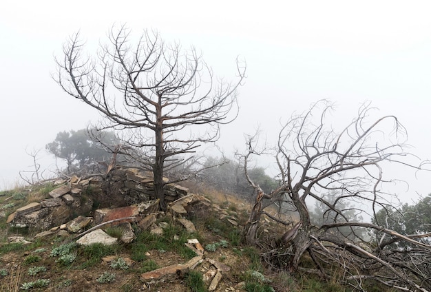 Árvores mortas no nevoeiro. Paisagem mística assustador