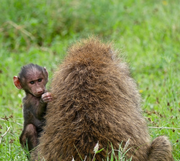 Babuíno no Lago Nakuru - Quênia