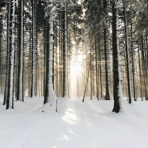 Foto bäume im schneebedeckten wald